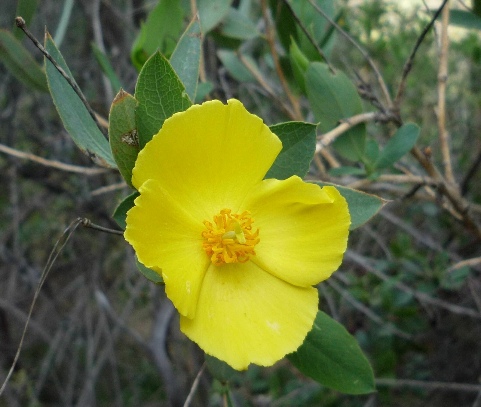 High Resolution Dendromecon rigida Flower